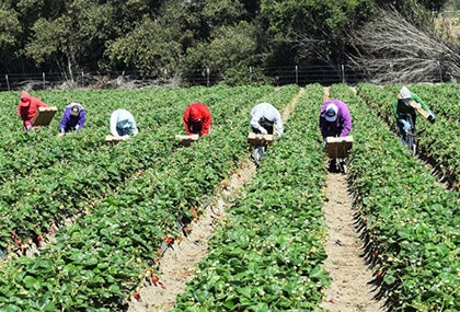 Farmworkers in the field