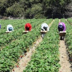 Farmworkers in the field