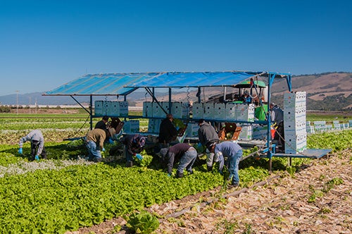 Outdoor farm laborers