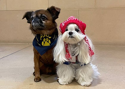 Two therapy dogs